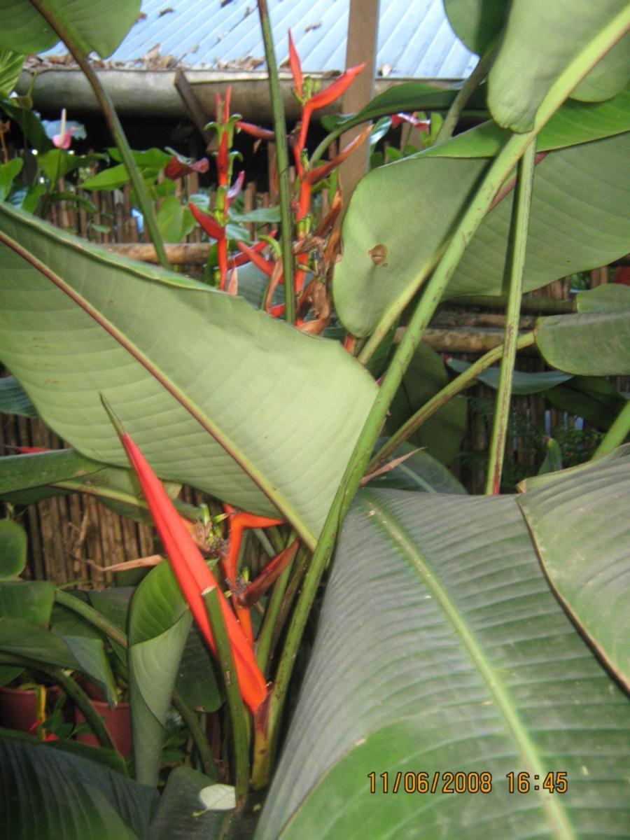 Casa De Palos Boutique Tarapoto Εξωτερικό φωτογραφία